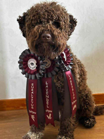 RLD N NW 1 PRODIGIOUS HURRICANE ALFRIDA "Berit"