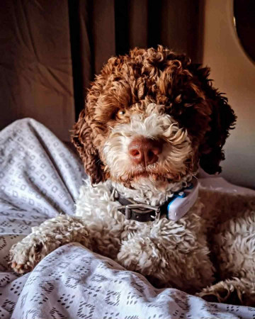  Prodigious Ottetto Con Amore "Zelma"